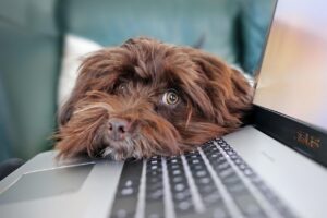 在宅での転職、カスタマーサポートは本当に可能？